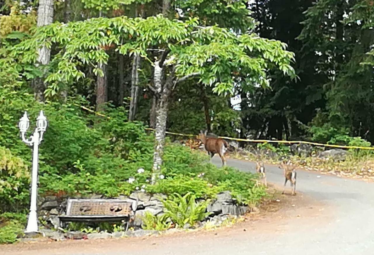 Vancouver Island Castle Cove Inn Шемейнюс Екстериор снимка
